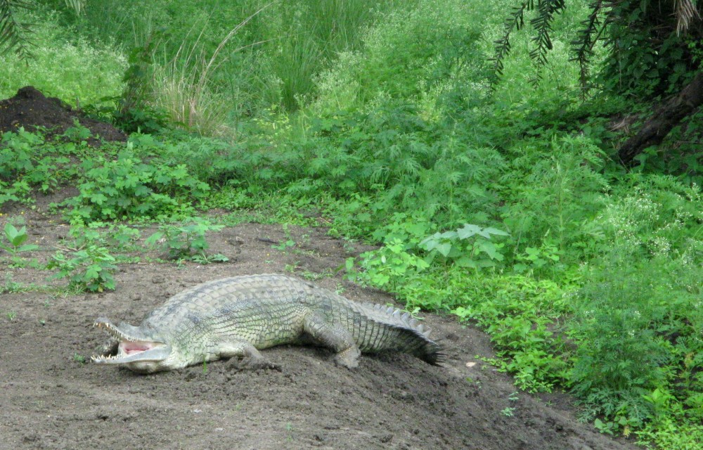 Van Vihar National Park